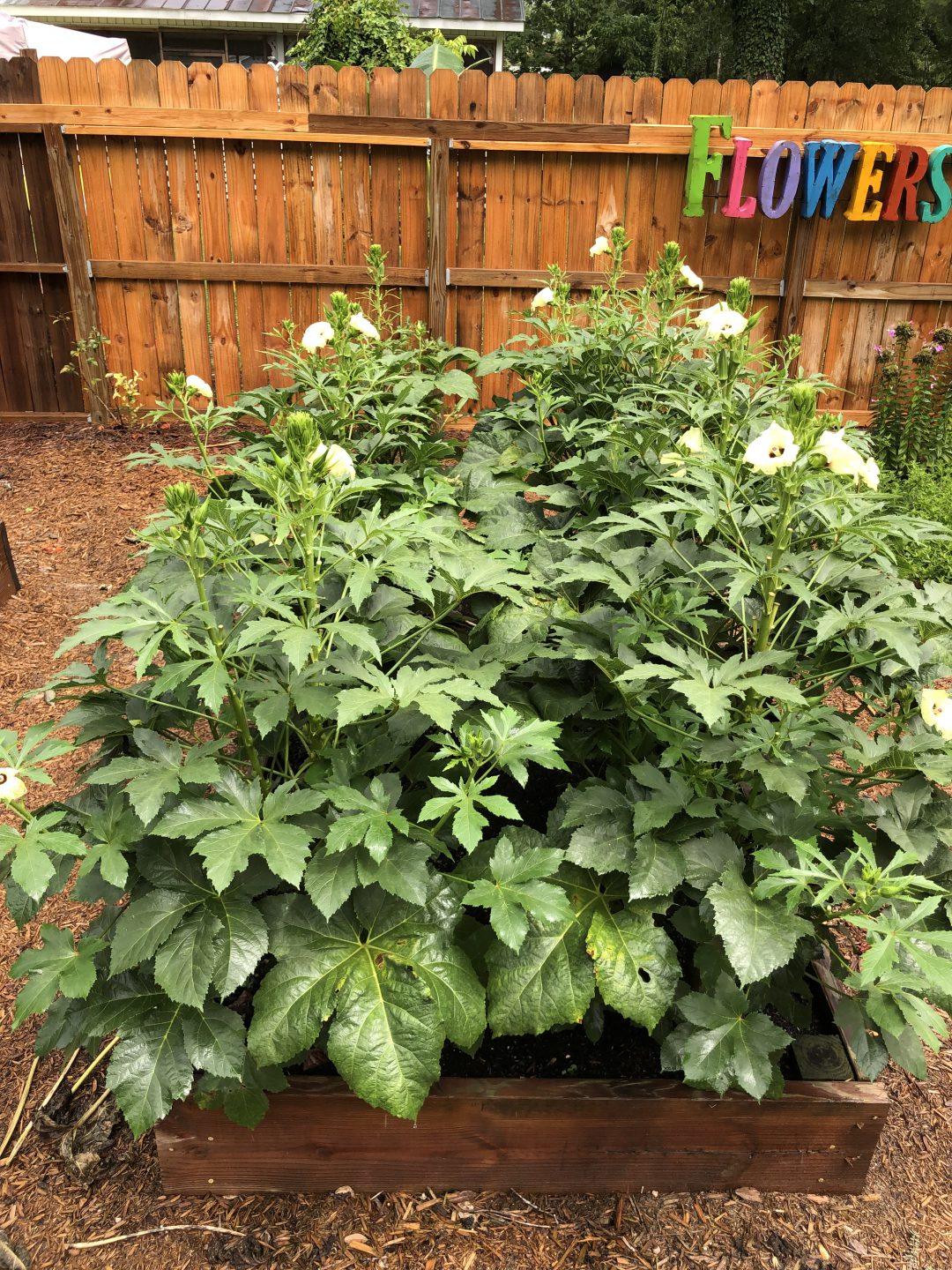 add-some-cajun-to-your-garden-with-jambalaya-okra-gardening-in-the