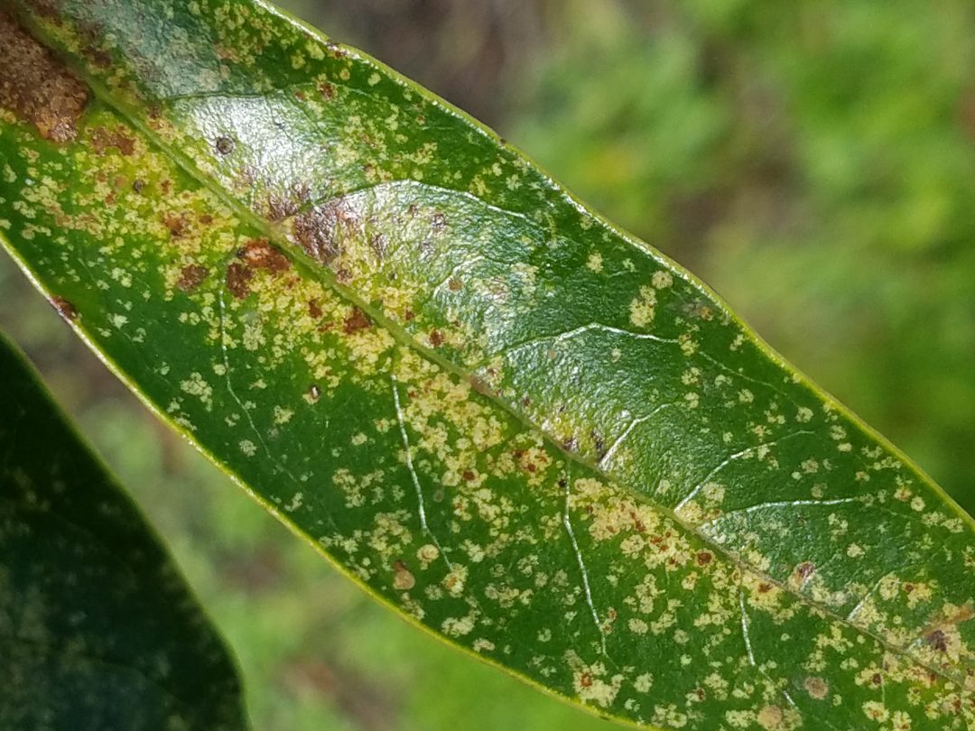 Insects in the Garden | Gardening in the Panhandle