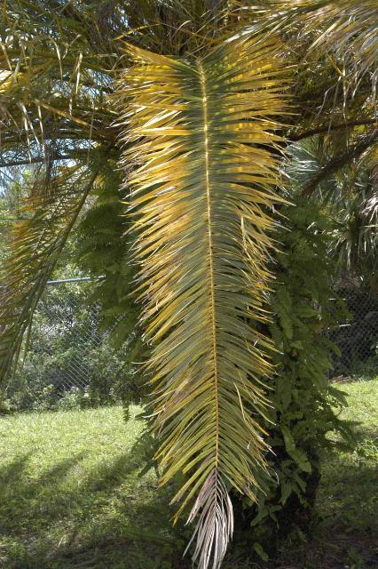 Potassium and magnesium deficiencies in a canary island date palm. 