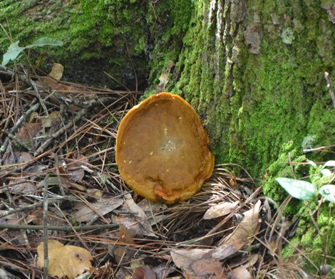 Mushroom growing at oak tree root base