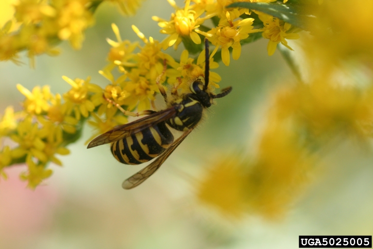 Yellow Jacket Wasp – Aggression and Understanding