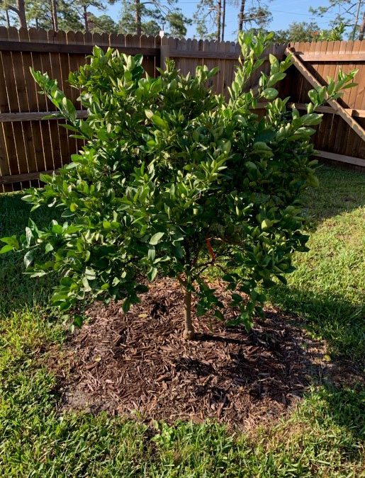 Mulch, a Plant’s Security Blanket