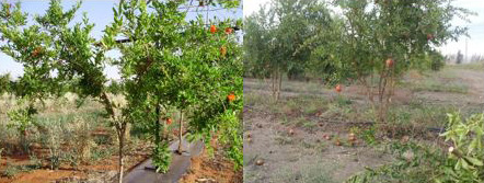 Two pomegranate training systems: single trunk on the left and multi-trunk on the right.