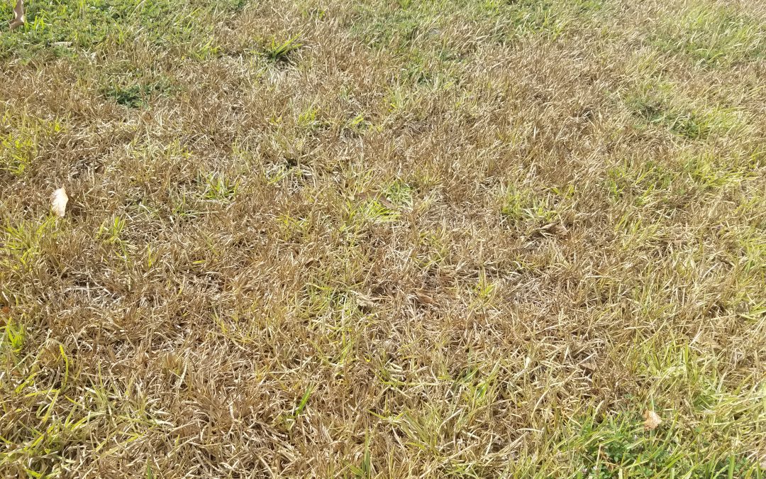 Lawn Care When It Just Won’t Rain