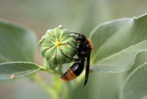 Adult velvet ants feed on flower nectar. Photo by Whitney Cranshaw, Colorado State University, Bugwood.org.