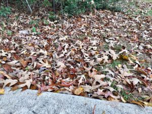 Fall oak tree leaves on ground