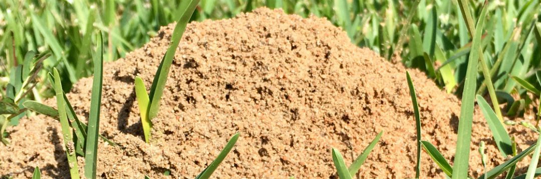 Fire Ant Control May Include Doing Nothing