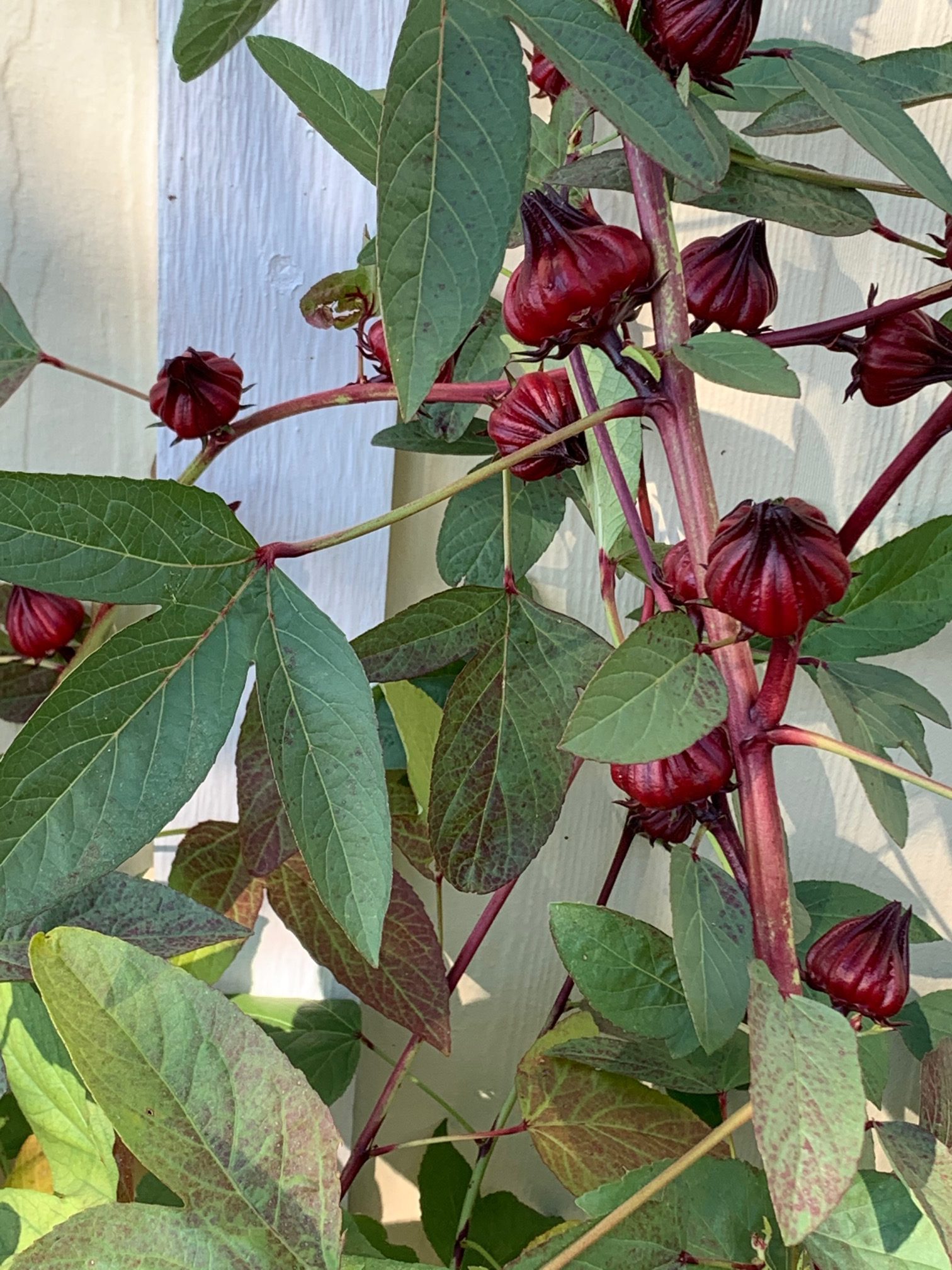 roselle plant growing