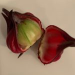 Roselle fruit showing the unripe green seedpod surrounded by the fleshy calyx