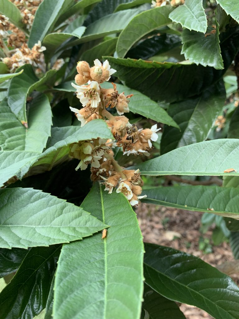 Loquat Flowers with Honey Bee