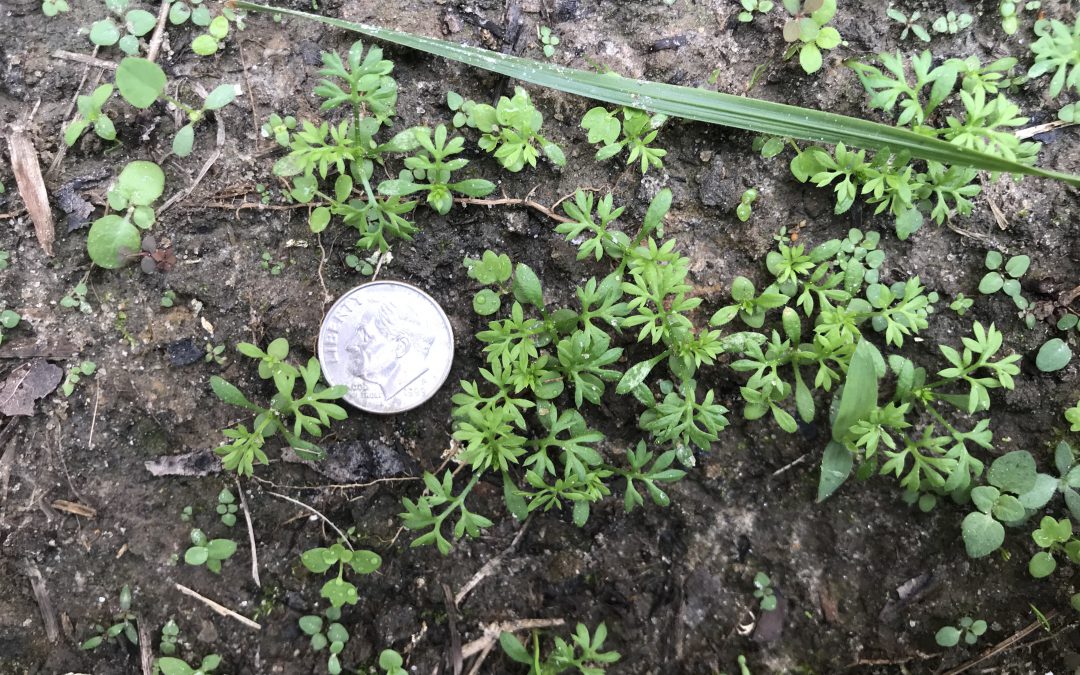 Controlling Lawn Burweed: The Spring Lawn “Sticker”