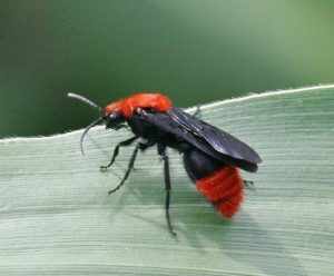 This velvet ant (Dasymutilla occidentalis) is a male, and therefore has wings, but no stinger. Photo by Johnny N. Dell, Bugwood.org.