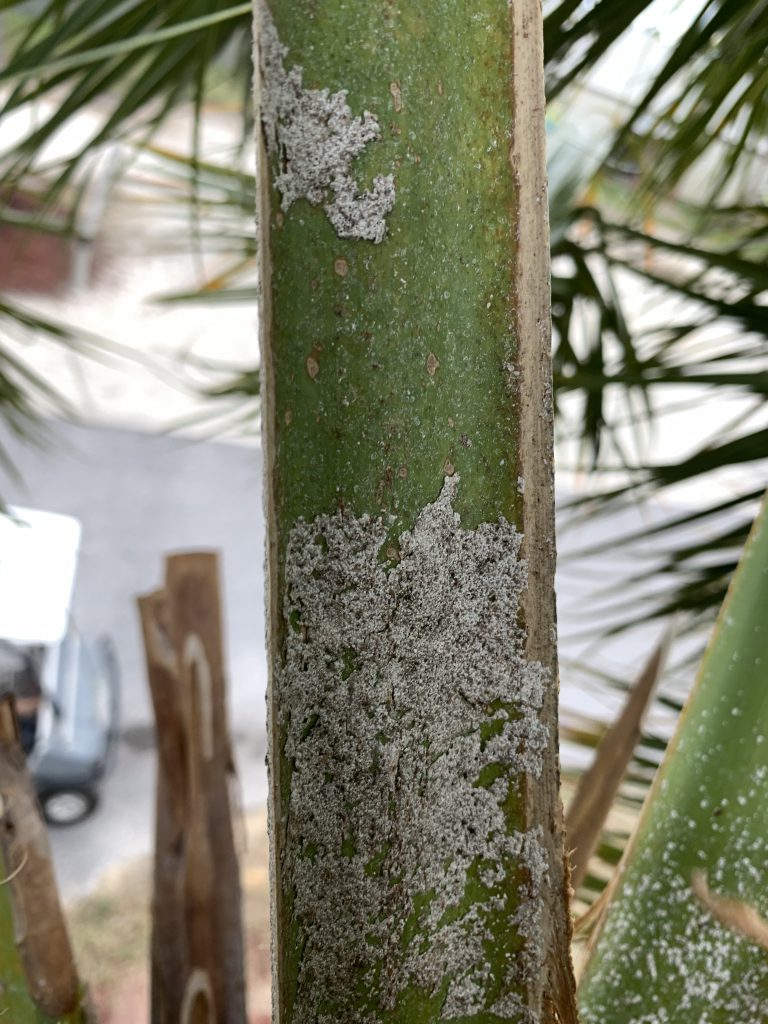 Scale insects on a cabbage palm.