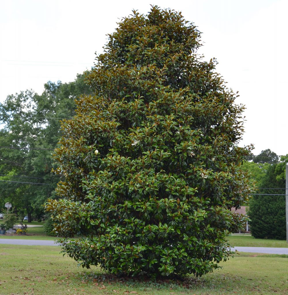 cultivar magnolia