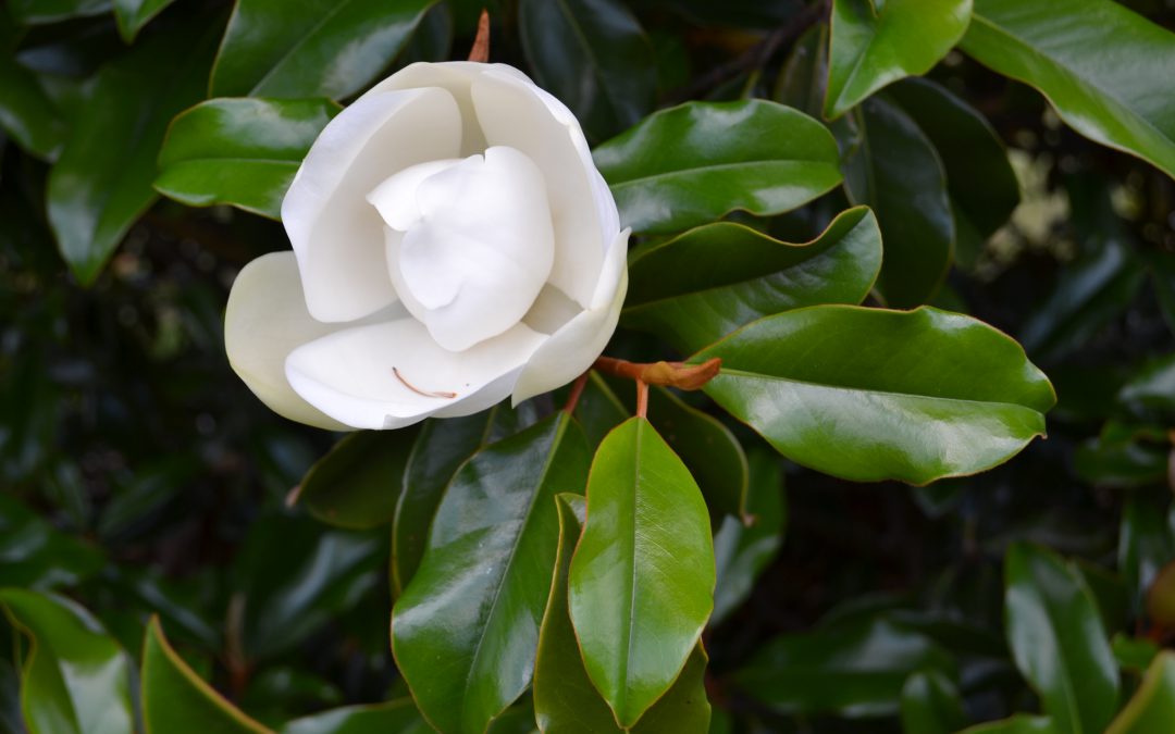 Evergreen Magnolia Selections to Consider