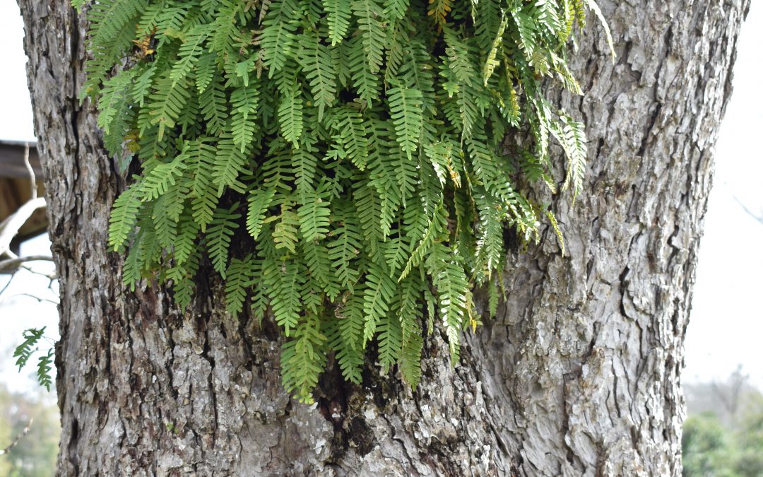 Resurrection Ferns Making Their Appearance