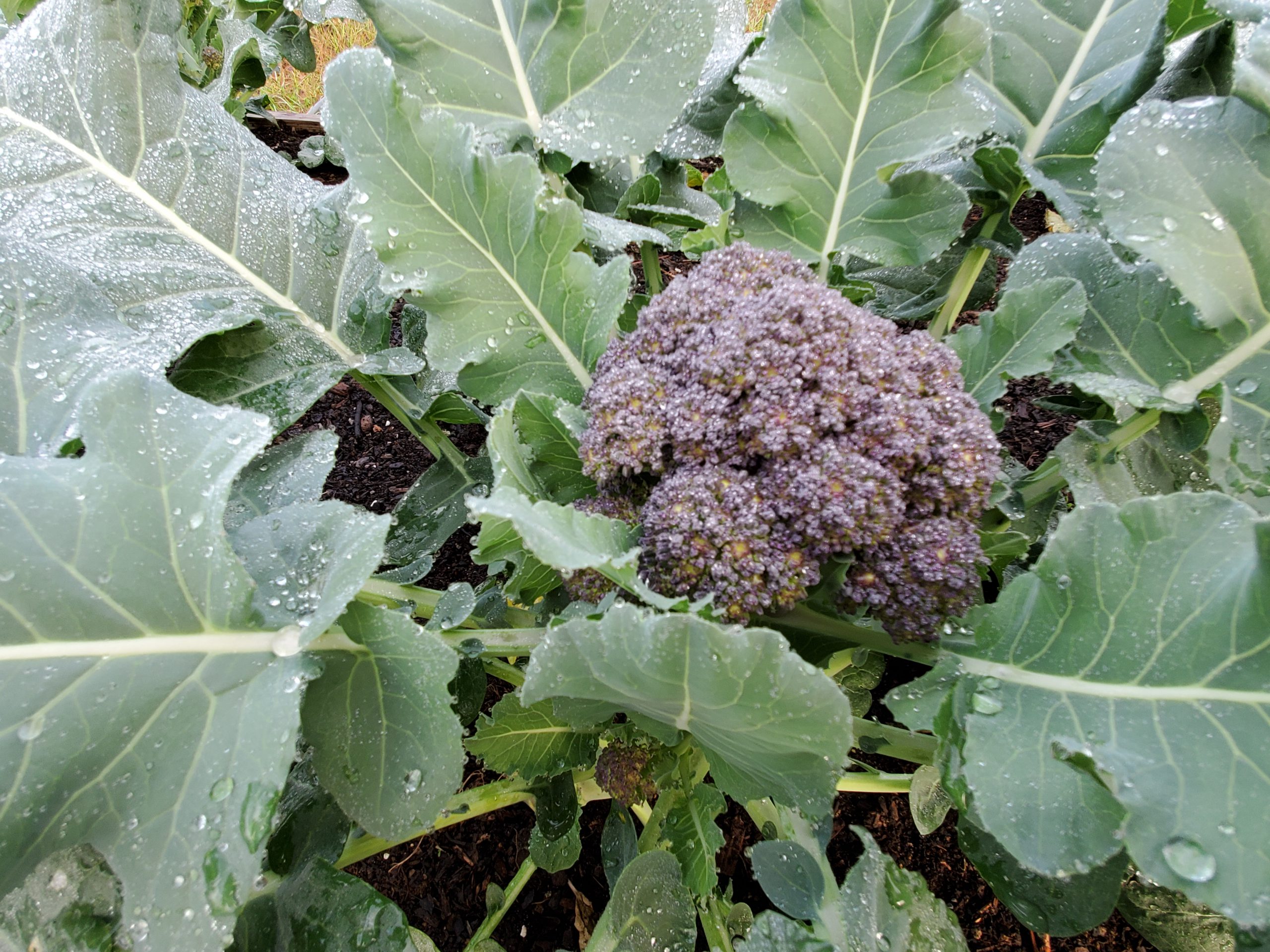Try These New TroubleFree Crucifers ‘Capture’ Cabbage and ‘Burgundy