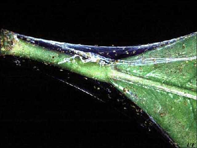 spider mite webbing