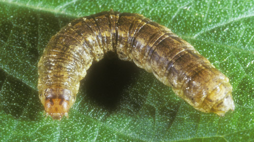 Larva of the granulate cutworm (Feltia subterranea). Photo by John L. Capinera, Entomology and Nematology Department, University of Florida.