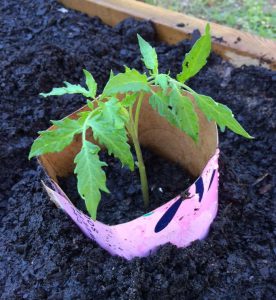 For plants with stems less than pencil-width thick, make cutworm collars to help protect young seedlings from attack. Photo by Molly Jameson.