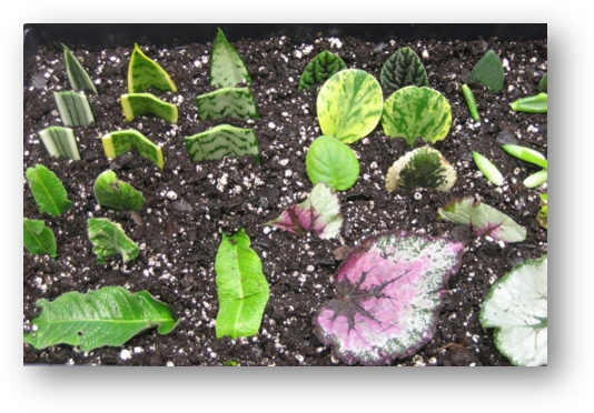 Plant Propagation Tips Gardening In The Panhandle 