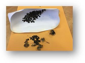 Seeds stored in an envelope.