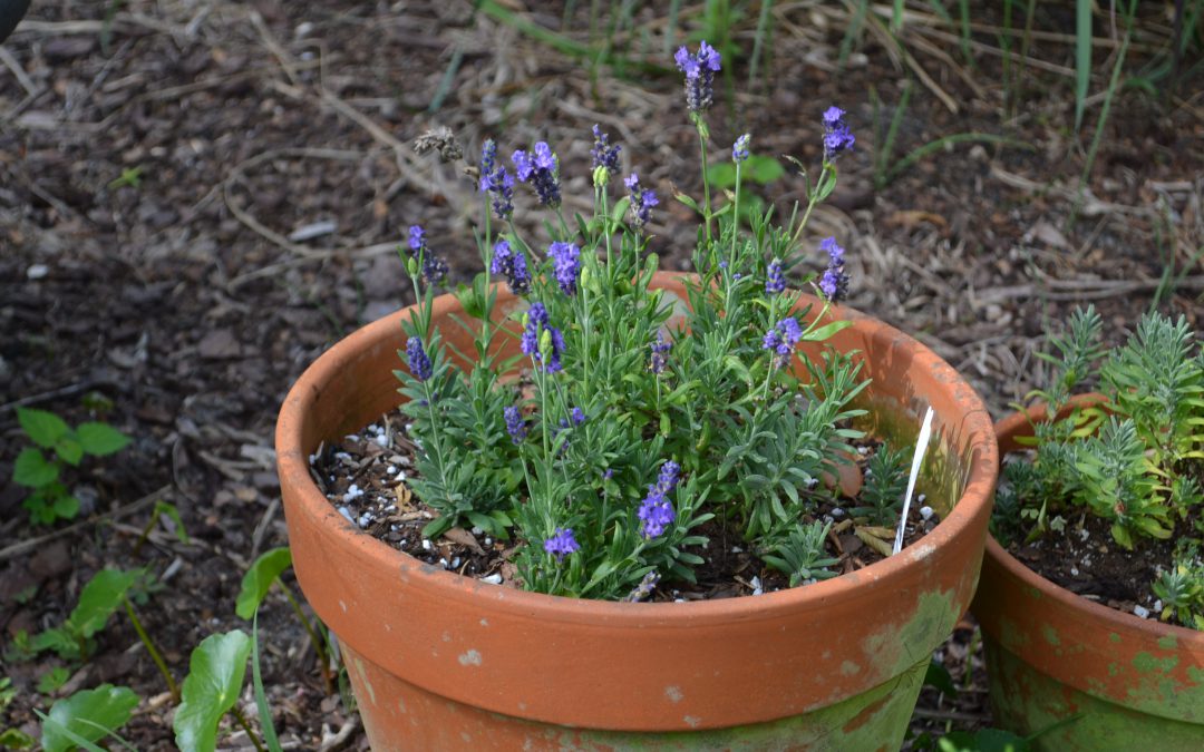 Growing Lavender in the Coastal South