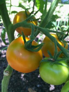 Become more self-sufficient by growing your own healthy food in your backyard. Photo by Molly Jameson.