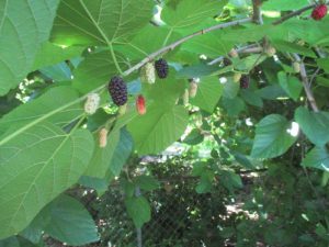 Mulberry tree with fruit