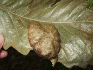 blister on oak leaf