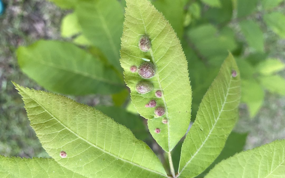 What are these bumps on my pecan trees?