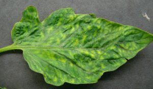 Tomato leaf with tobacco mosaic virus