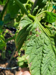Tomato Leaves Spotty and Yellowing? Could Be Bacterial Leaf Spot ...