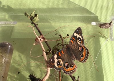 Buckeye butterfly and caterpillar in captivity