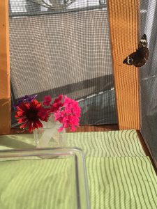 Common Buckeye Butterfly in cage with fresh flowers