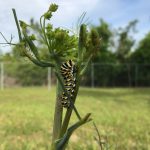 Eastern black swallowtail caterpillar on fennel