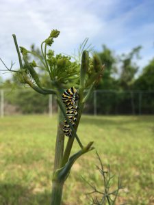 Eastern black swallowtail caterpillar on fennel