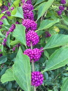 Beautyberry with clusters of bright purple berries