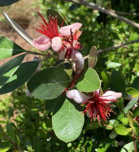 Close up of pineapple guava in bloom