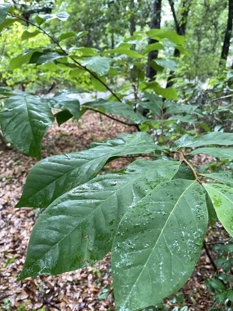 A pawpaw tree in the woods.