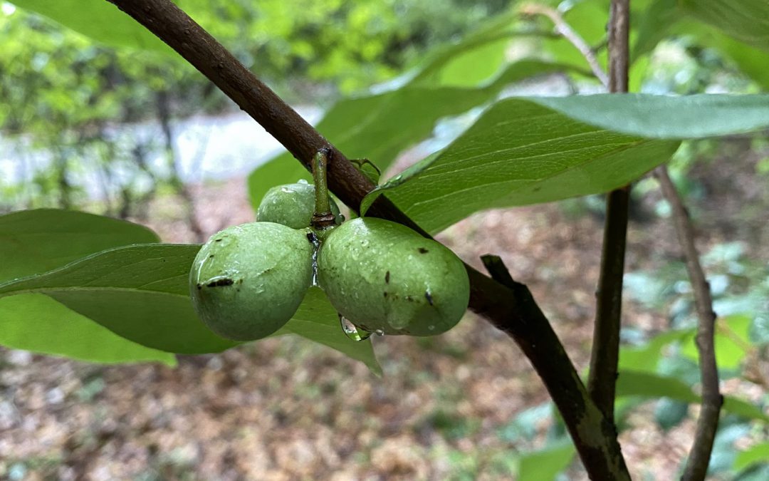 Pawpaw – A Fruit with an Identity Crisis