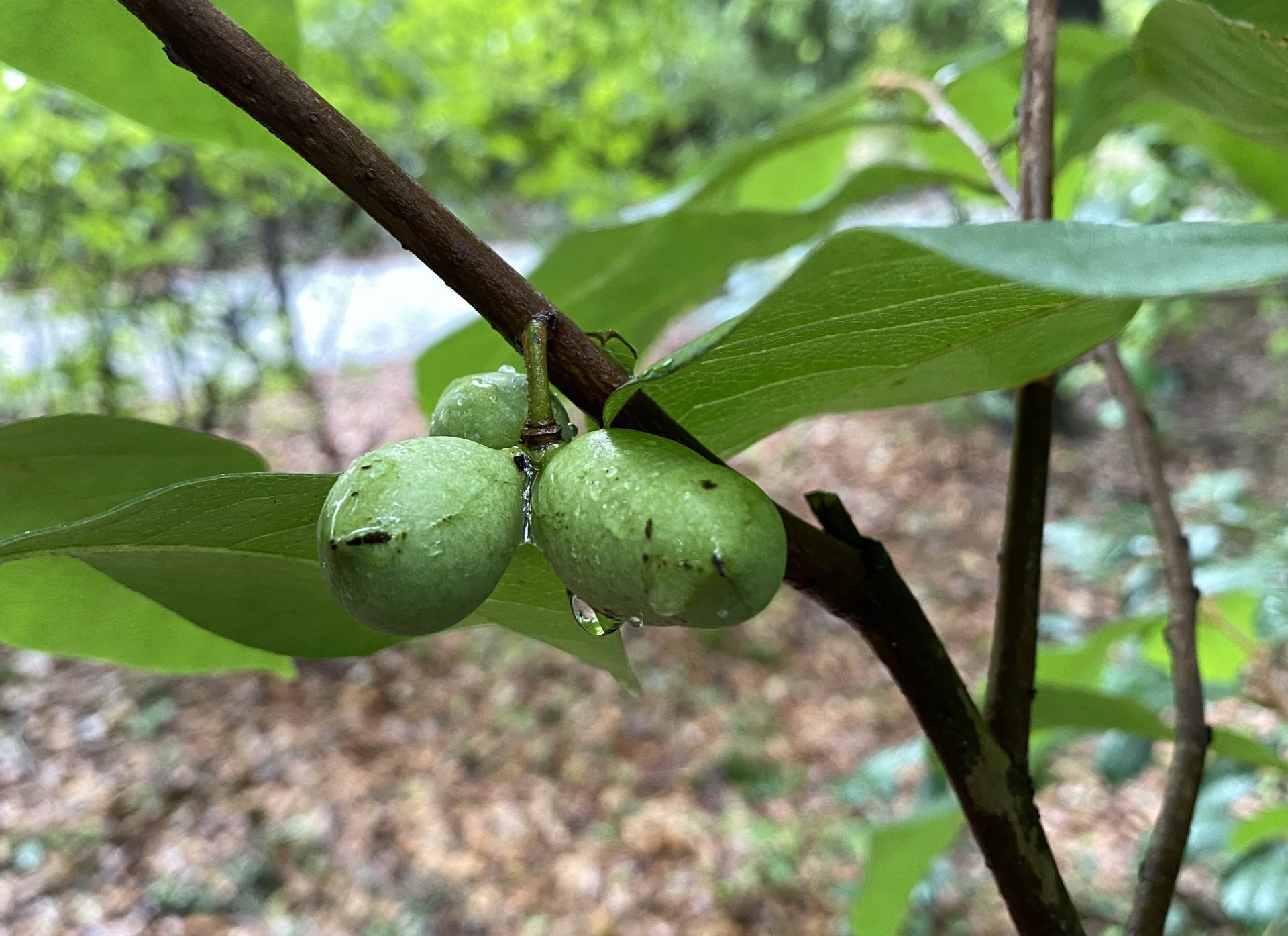 pawpaw plush