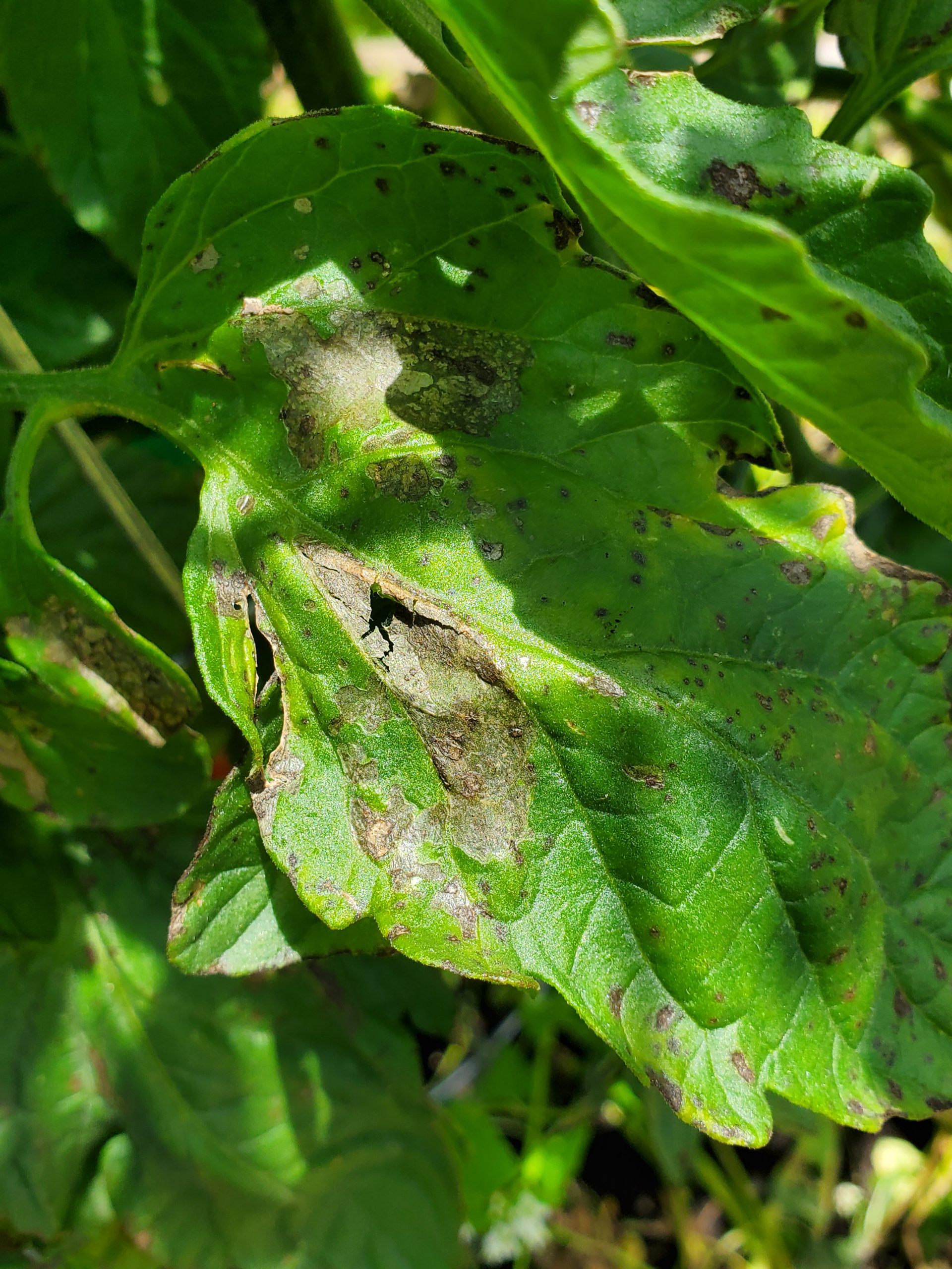 armywormleafdamage | Gardening in the Panhandle