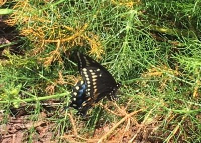 black swallowtail butterfly on fennel
