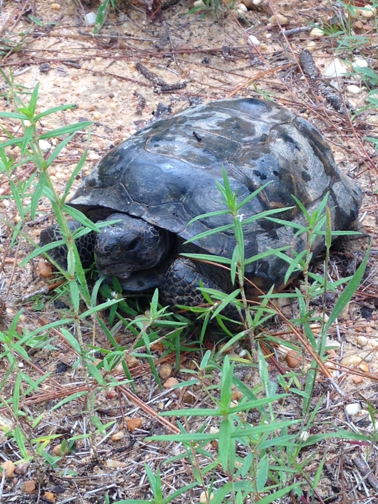 gopher tortoise | Gardening in the Panhandle