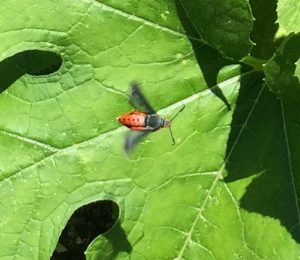 Squash vine borer adult in flight. Photo by Molly Jameson.