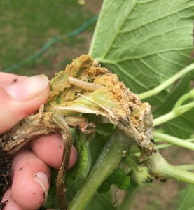 Squash vine borer larvae inside a squash stem. Photo by Molly Jameson.