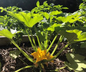 A healthy straightneck squash plant beginning to set fruit. Photo by Molly Jameson.