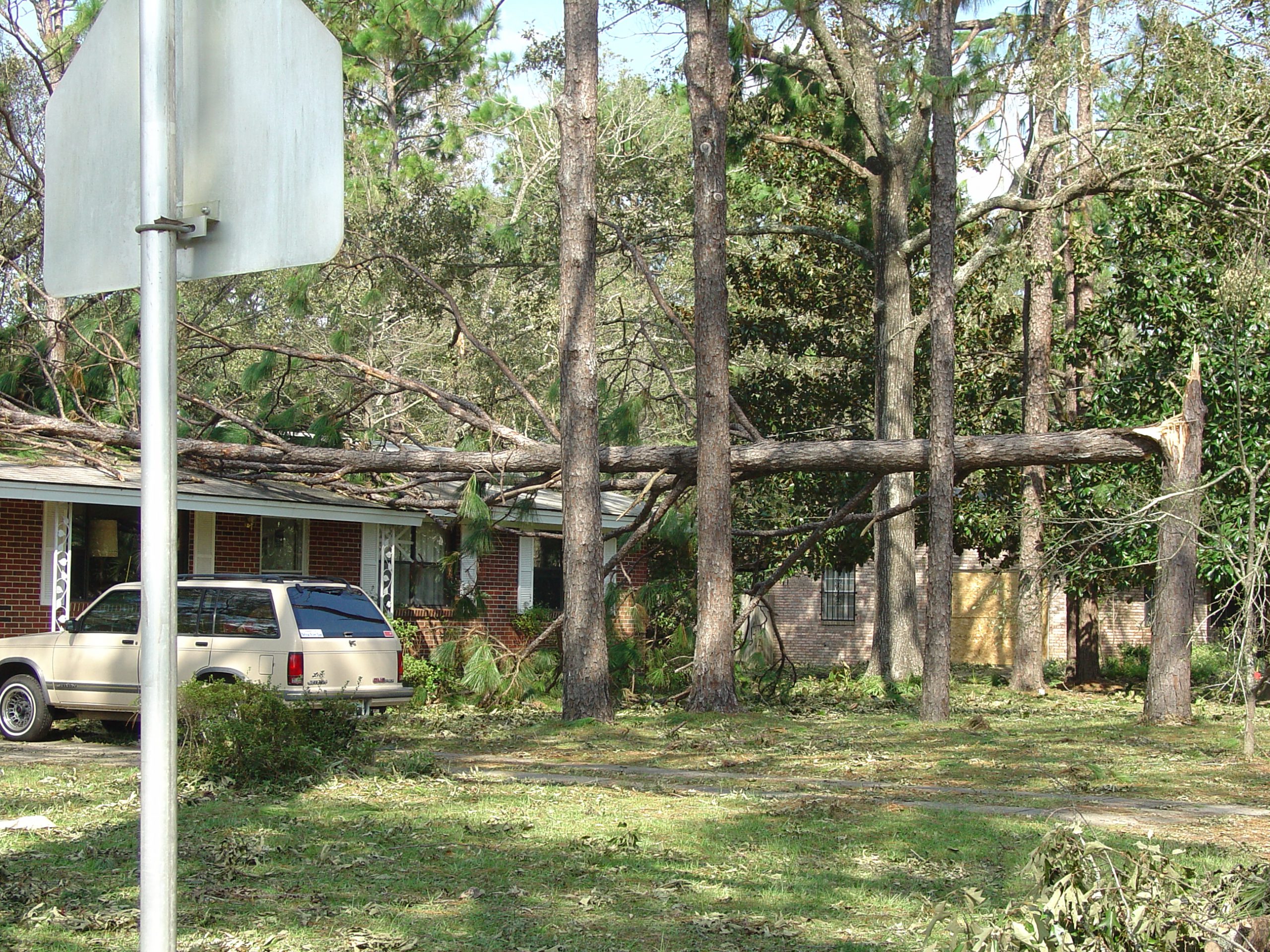 Post-Hurricane Landscaping Tips: Check for 'Widow Makers' - UF/IFAS  Extension Sarasota County