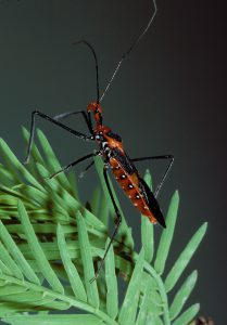 Although milkweed assassin bugs vary in appearance worldwide, those found in the United States are distinctly orange and black. Photo by Gerald J. Lenhard, Louisiana State University, Bugwood.org.